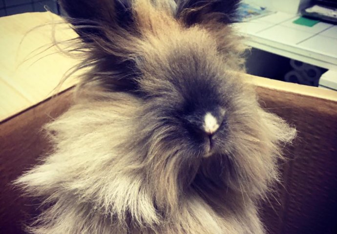 Šapice i njuškice za sreću: Kunići koji su ujedinili region [FOTO]