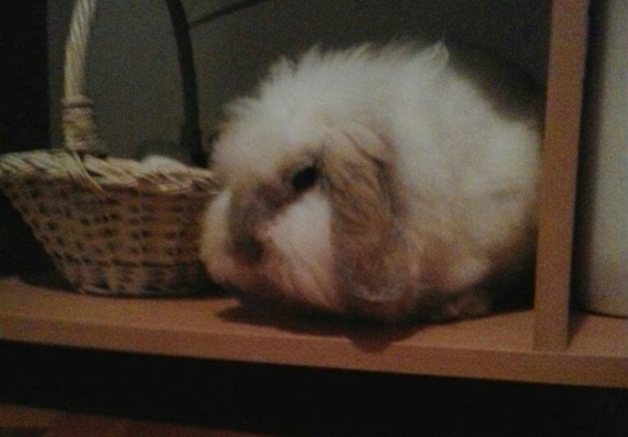 Šapice i njuškice za sreću: Kunići koji su ujedinili region [FOTO]