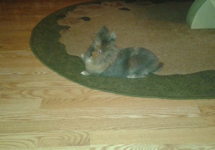 Šapice i njuškice za sreću: Kunići koji su ujedinili region [FOTO]