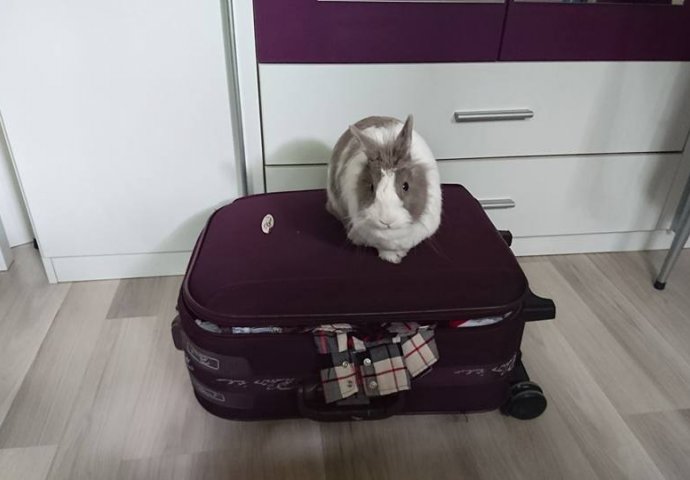 Šapice i njuškice za sreću: Kunići koji su ujedinili region [FOTO]