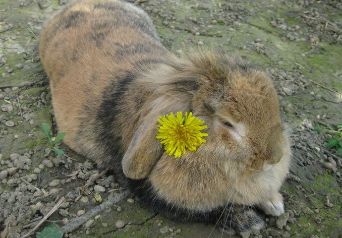 Šapice i njuškice za sreću: Kunići koji su ujedinili region [FOTO]