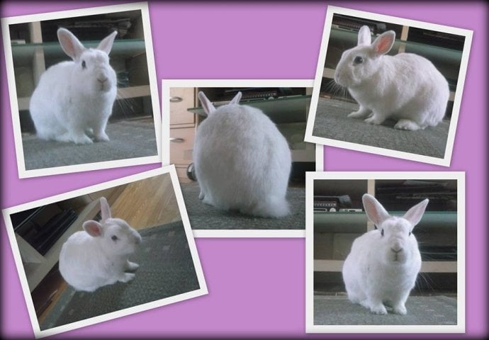 Šapice i njuškice za sreću: Kunići koji su ujedinili region [FOTO]