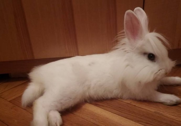 Šapice i njuškice za sreću: Kunići koji su ujedinili region [FOTO]