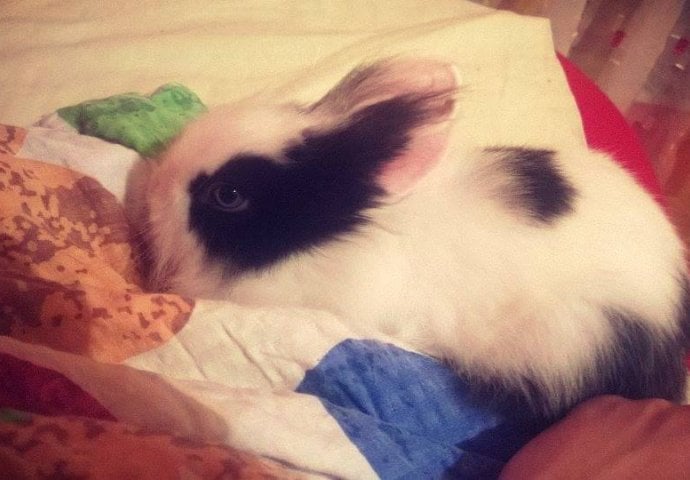 Šapice i njuškice za sreću: Kunići koji su ujedinili region [FOTO]