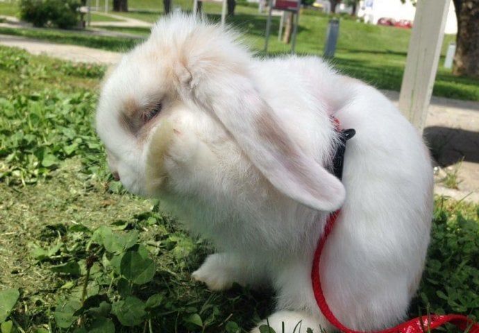 Šapice i njuškice za sreću: Kunići koji su ujedinili region [FOTO]