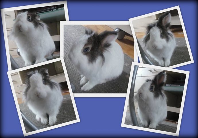 Šapice i njuškice za sreću: Kunići koji su ujedinili region [FOTO]