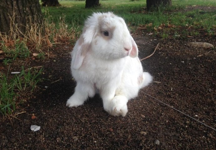 Šapice i njuškice za sreću: Kunići koji su ujedinili region [FOTO]
