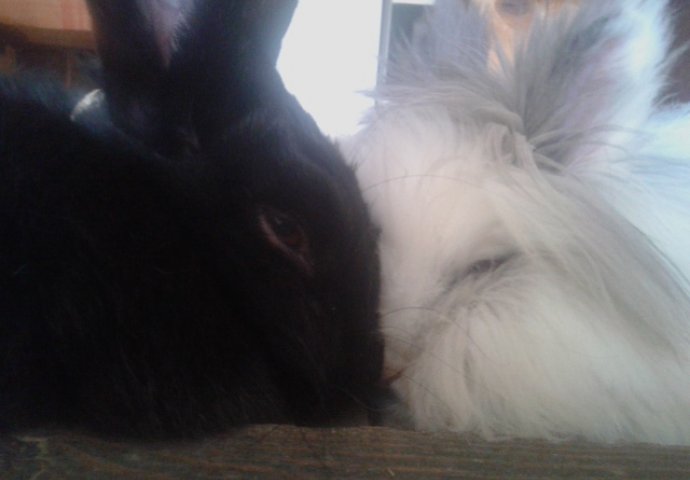 Šapice i njuškice za sreću: Kunići koji su ujedinili region [FOTO]