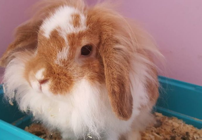 Šapice i njuškice za sreću: Kunići koji su ujedinili region [FOTO]