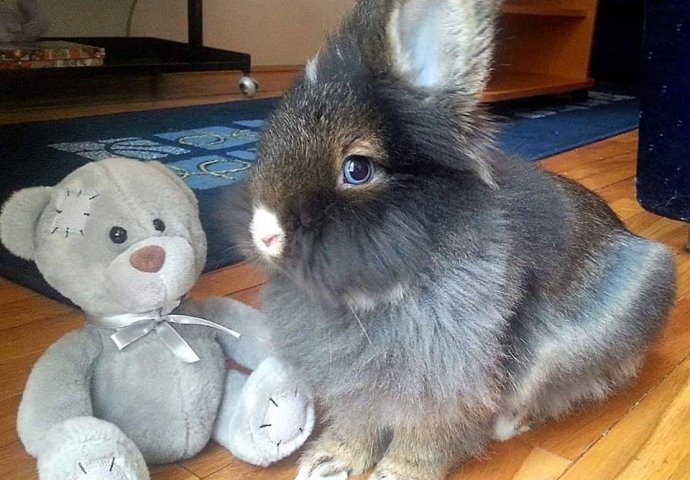 Šapice i njuškice za sreću: Kunići koji su ujedinili region [FOTO]