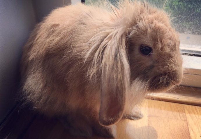 Šapice i njuškice za sreću: Kunići koji su ujedinili region [FOTO]