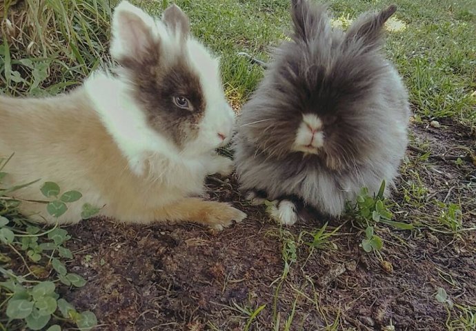 Šapice i njuškice za sreću: Kunići koji su ujedinili region [FOTO]