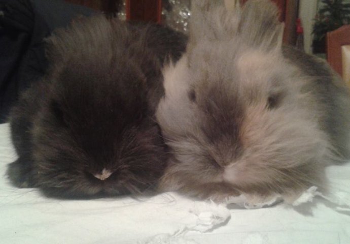 Šapice i njuškice za sreću: Kunići koji su ujedinili region [FOTO]