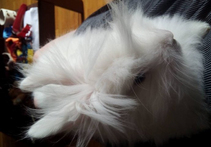 Šapice i njuškice za sreću: Kunići koji su ujedinili region [FOTO]