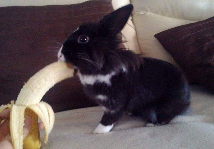 Šapice i njuškice za sreću: Kunići koji su ujedinili region [FOTO]