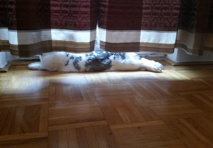 Šapice i njuškice za sreću: Kunići koji su ujedinili region [FOTO]