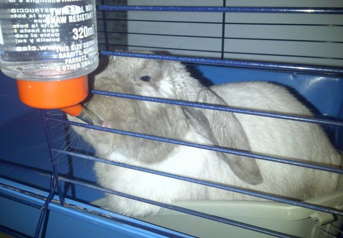 Šapice i njuškice za sreću: Kunići koji su ujedinili region [FOTO]