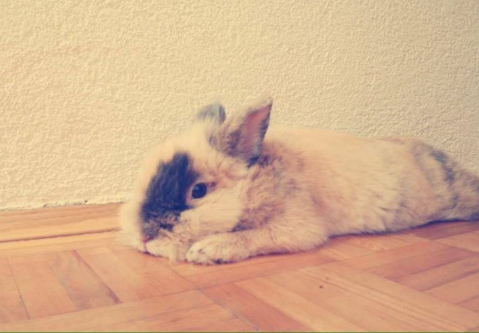 Šapice i njuškice za sreću: Kunići koji su ujedinili region [FOTO]