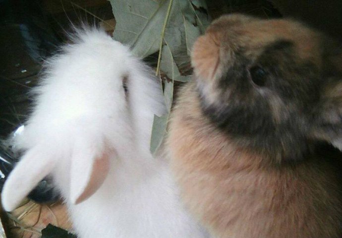 Šapice i njuškice za sreću: Kunići koji su ujedinili region [FOTO]