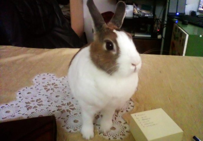 Šapice i njuškice za sreću: Kunići koji su ujedinili region [FOTO]