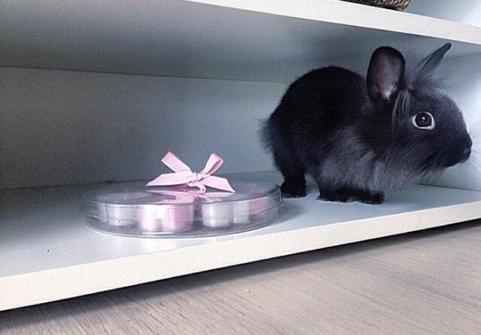 Šapice i njuškice za sreću: Kunići koji su ujedinili region [FOTO]