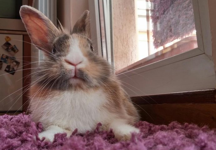 Šapice i njuškice za sreću: Kunići koji su ujedinili region [FOTO]