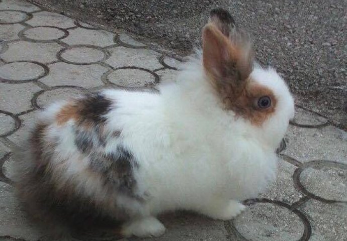 Šapice i njuškice za sreću: Kunići koji su ujedinili region [FOTO]