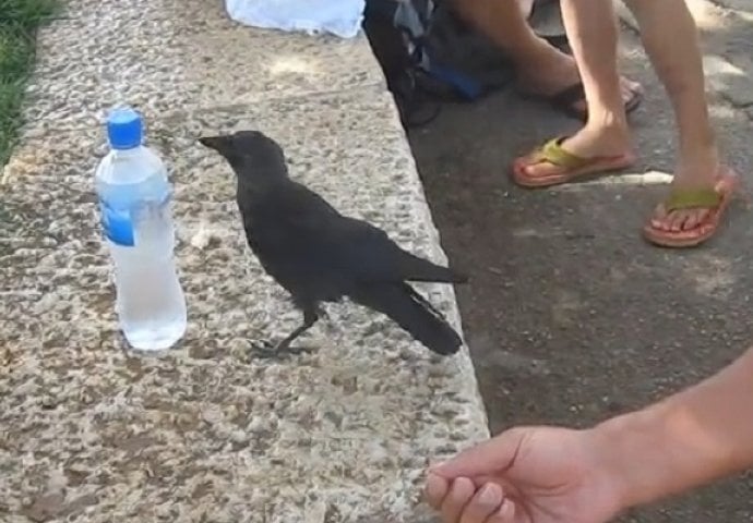 Pogledajte kako se pametna i jako žedna vrana obratila ljudima za pomoć (VIDEO)