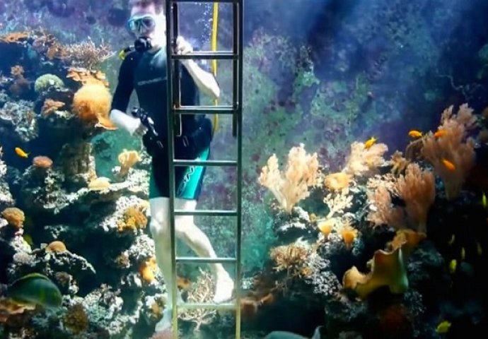Kada vidite akvarijum od 30 000 litara u njegovoj dnevnoj sobi, past ćete sa stolice (VIDEO) 