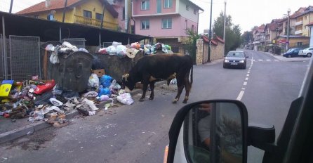 Odbjegli bik u Buća Potoku