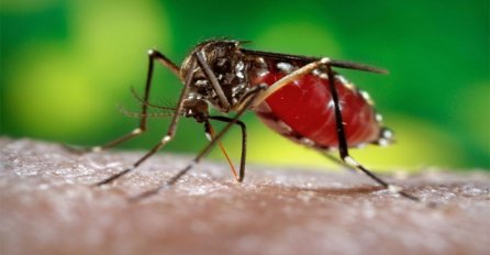 Opasni virus zika mogao bi napasti i mozak odraslih ljudi 