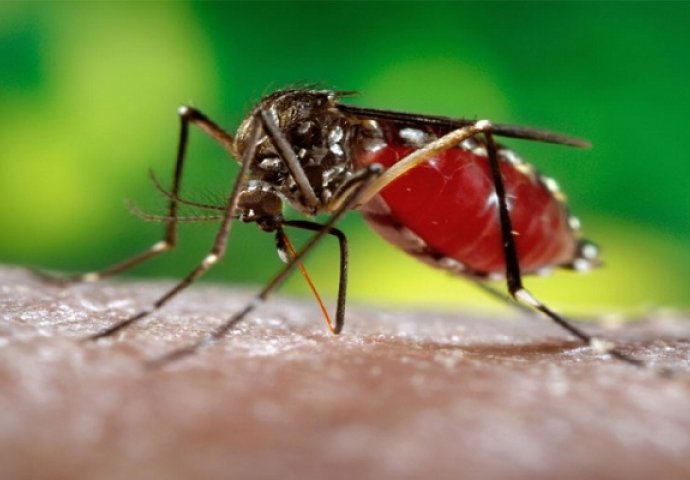 Opasni virus zika mogao bi napasti i mozak odraslih ljudi 
