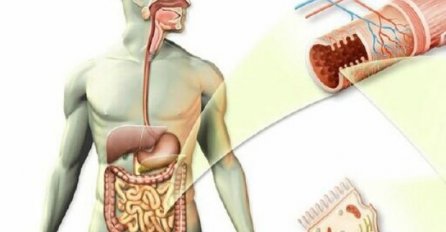 SAVJETI: U vašim crijevima se nalazi oko 15 kilograma otrova, evo kako ga ukloniti