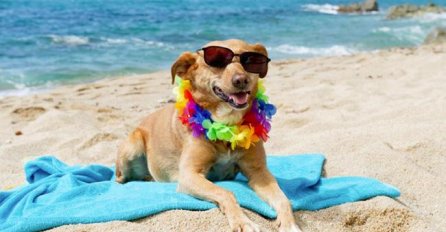 Plaža na Jadranskom moru namijenjena je samo psima: Ljetne radosti ljubimaca 
