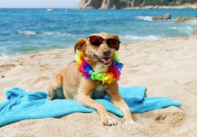 Plaža na Jadranskom moru namijenjena je samo psima: Ljetne radosti ljubimaca 