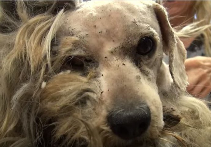Ovaj pas  čitav  život proveo je na ulicama, a onda je doživio nevjerovatnu transformaciju (VIDEO)