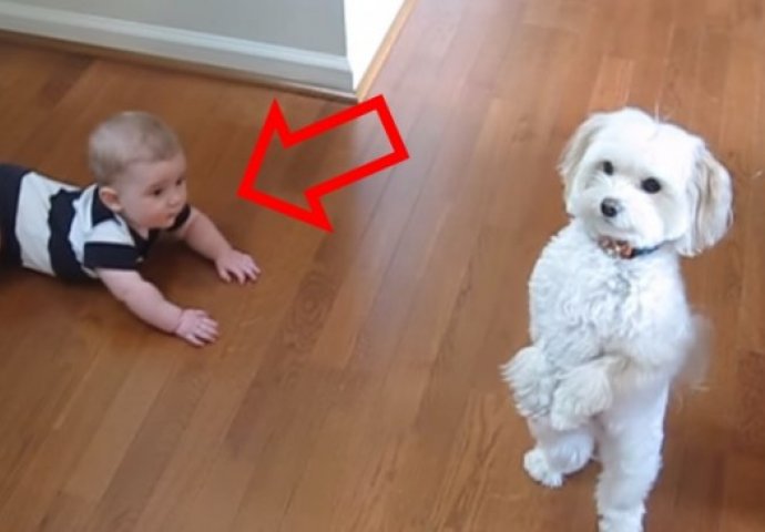Pas je krenuo plesati kao profesionalac, ali obratite pažnju na bebinu reakciju (VIDEO) 