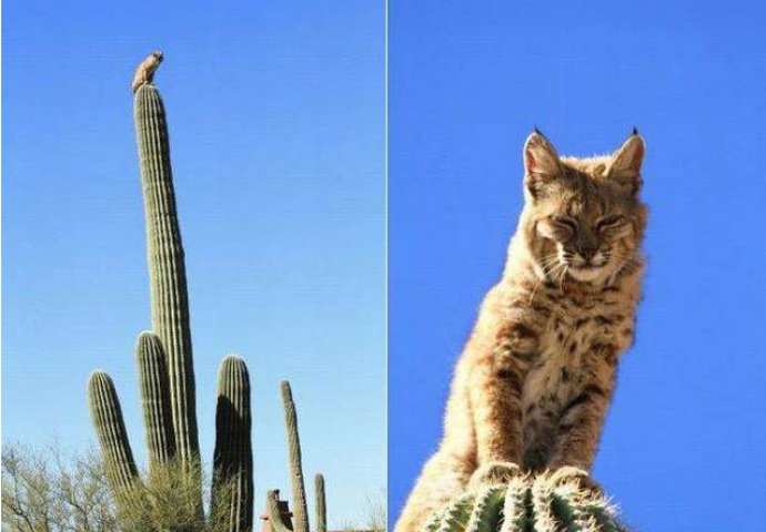 Fotografije koje ćete morati pogledati dva puta, a možda i više...