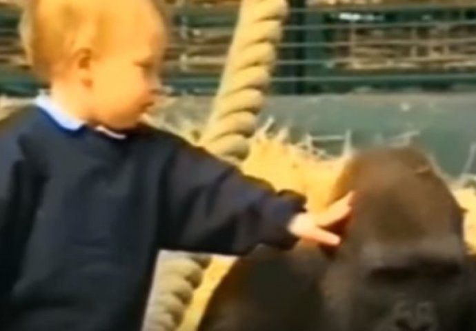 Beba je odrasla sa gorilama: 12 godina poslije dešava se nešto nevjerovatno (VIDEO) 