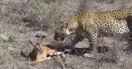 Gladni leopard je uhodio malu antilopu: Trenutak poslije uradio je nešto potpuno neočekivano (VIDEO)