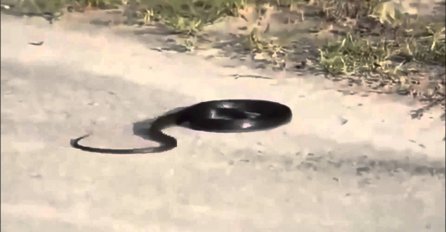 Da li ste nekada vidjeli zmiju kako ima srčani udar? To se upravo ovdje dogodilo! (VIDEO)