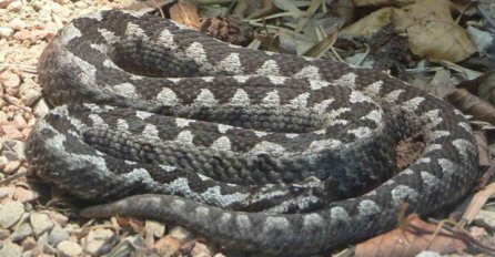PANIKA U REGIONU: U Srbiji se pojavila najsmrtonosnija zmija iz AFRIKE!