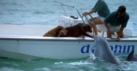 Delfin je primjetio psa na čamcu: Izronio je iz vode, a zatim uradio nešto što će vam rastopiti srce