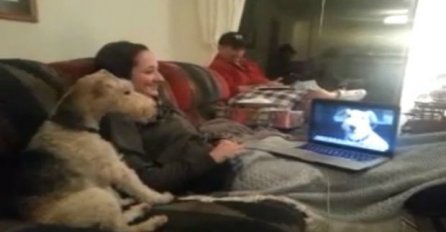 Dva psa razgovaraju preko Skype-a (VIDEO)