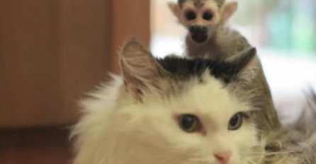 Mačka usvojila mladunče majmuna, nosi ga na leđima kao prava mama, ali još i ovo radi (VIDEO)