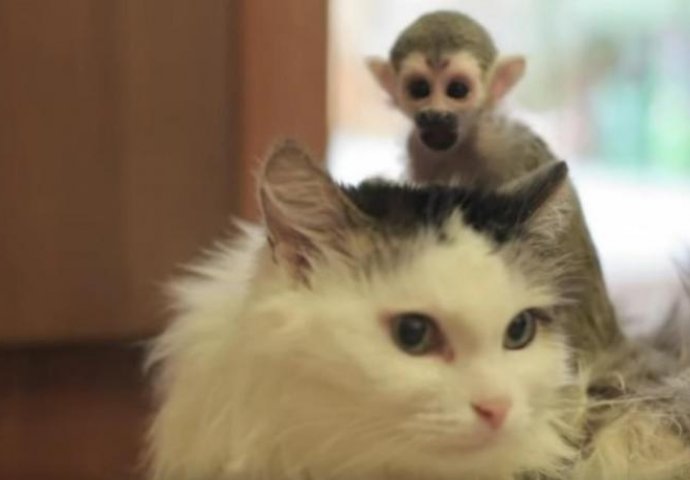 Mačka usvojila mladunče majmuna, nosi ga na leđima kao prava mama, ali još i ovo radi (VIDEO)