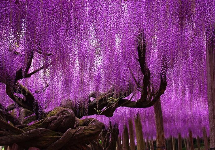 Kao iz bajke: Ovo 144 godine staro drvo je nešto najljepše što ćete vidjeti 