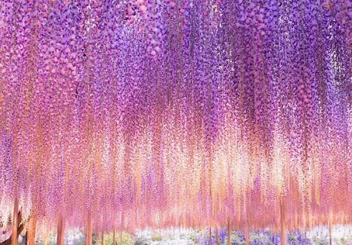 Kao iz bajke: Ovo 144 godine staro drvo je nešto najljepše što ćete vidjeti 