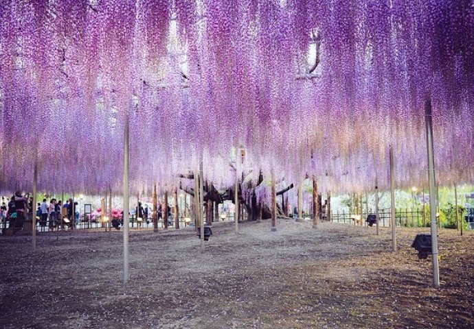 Kao iz bajke: Ovo 144 godine staro drvo je nešto najljepše što ćete vidjeti 