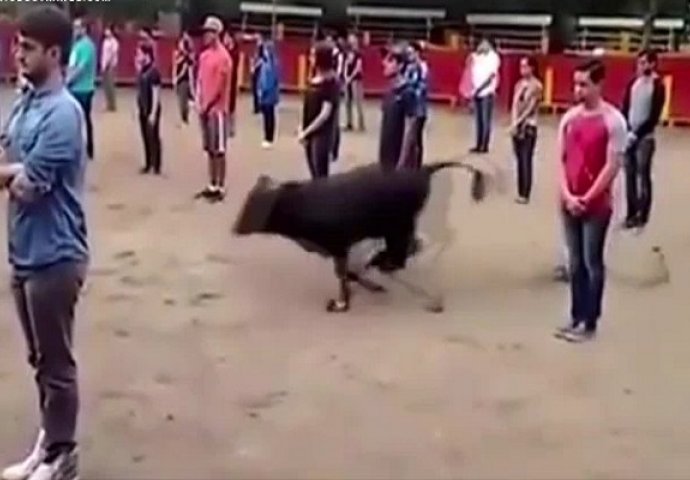 Profesor poredao učenike kako bi dokazao da bik nikada neće napasti prvi, evo šta se dogodilo (VIDEO)